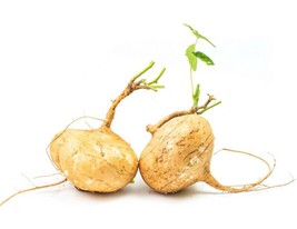 15 Jicama Seeds Vegetable  Mexican Yam Bean Root, Hột củ sắn, 2023 NON - GMO - £2.14 GBP