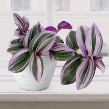 15 Seeds Tradescantia Nanouk House Plant Flowers Gardening USA SHIPPIING - $12.50