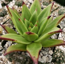 Cacti Echeveria agavoides lipstick cactus Succulent real live plant - £27.81 GBP
