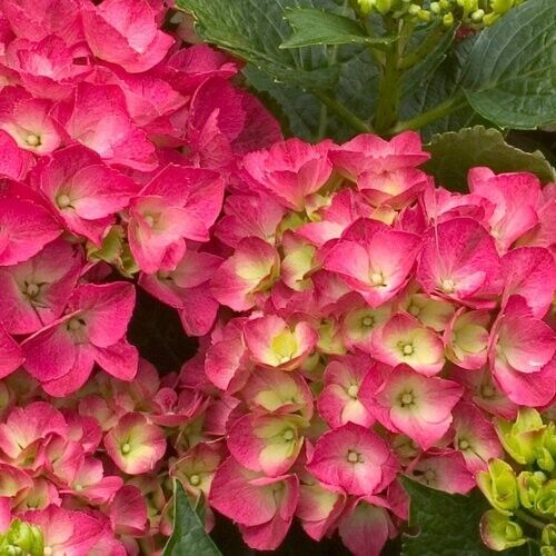 5 City Lime Hydrangea Flowers Flower Garden Perennial Seeds - $15.99