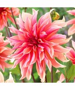 PSA Dahlia Labyrinth 3 Plant Divisions With Tubers Summer Flower Fast Gr... - $964.70 MXN