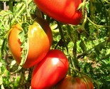Pink Oxheart Tomato Seeds 30 Seeds BUY 2 GET 1 FREE NON-GMO  - $3.04
