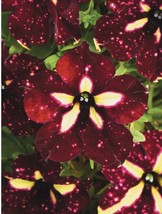 Item image 1 image 1