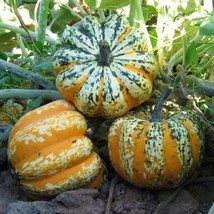 Squash Seeds Festival 25 Thru 100 Seeds Winter Squash Gardening USA SHIP... - $14.09