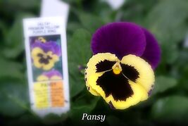 Item image 1 image 1