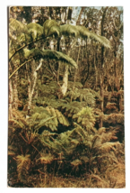 Fern Forests Island Jungles Hawaii National Park HI Wesco Postcard c1940... - $5.99