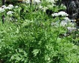 Sale 20 Seeds Sweet Cicely Myrrhis Odorata Herb Fragrant Flower Licorice... - £7.89 GBP