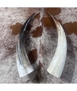Polished Watusi Horns Set - Polished Cow Horn Set , 2 Polished Ox Horns ... - $177.21