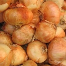 20 Allium Granex Vidalia Onion Maui Sweet Seeds For Planting   - £14.57 GBP