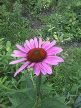 LWSTORE 50 Seeds Purple Coneflower Echinacea Purpurea USPS Shipping - $8.78