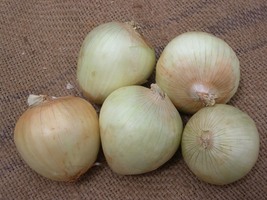 Onion Texas Early Grano, 300 Seeds R - £10.78 GBP