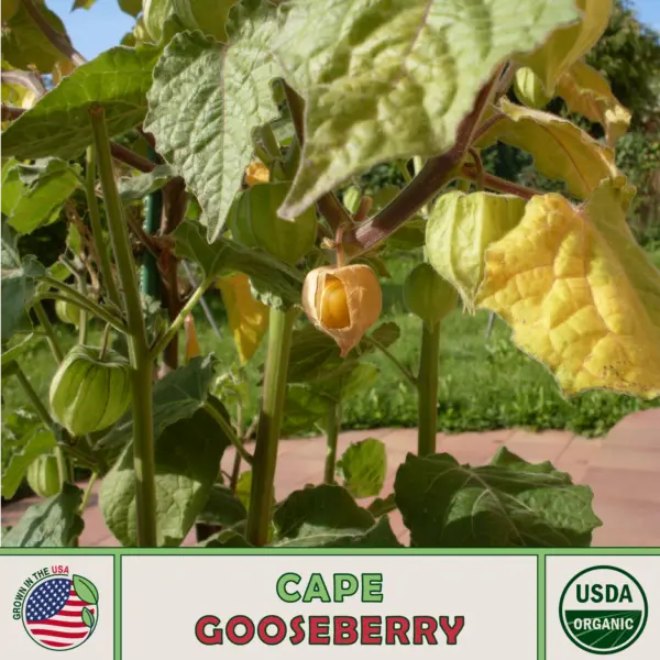 20 Cape Gooseberry Seeds Peruvian Ground Cherry Organic Open-Pollinated Usa Gard - £6.37 GBP