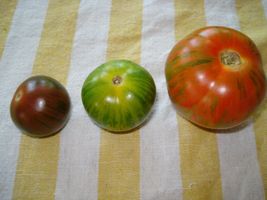 SHIPPED FROM US 100 Chocolate Stripes Tomato Lycopersicon Vegetable Seeds, LC03 - £11.98 GBP