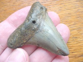 (S-241-G) 1-7/8&quot; wicked Fossil MEGALODON Shark Tooth Teeth JEWELRY love sharks - £23.90 GBP