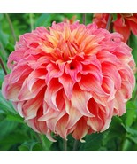 LKS Dahlia Wyn&#39;S Moonlight Sonata 3 Plant Divisions Summer Flowers Home ... - €53,74 EUR