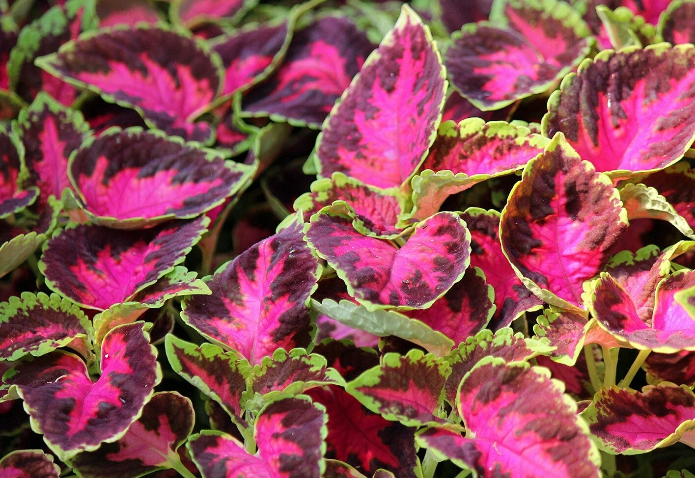 MPB#1 Coleus Seeds Wizard Rose 50 Pelleted Seeds - $19.86