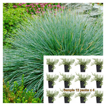 SEPTH Festuca Ovina Glauca 12Pks Of 2Inches Sheeps Fescue Sheep Blue - $20.69