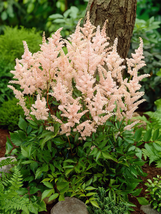 Astilbe &#39;Peach Blossom&#39; Astilbe Japonica Seeds - Light Pink Color 300PCS Seeds - £24.38 GBP