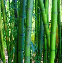 US Seller Giant Phyllostachys Pubescens Moso Bamboo Seeds New Fresh Seeds - $10.90