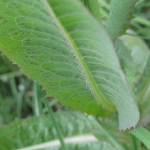 Wild Lettuce Seeds Plants Organic Lactuca Virosa USA SELLER - £8.17 GBP