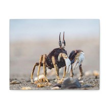 Crab Hunting Crab on Hunt Print Animal Wall Art Wildlife Canvas Prints Wall Art - £56.94 GBP+