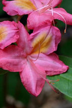 COUNTRY COUSIN Aromi Azalea Rhododendron Deciduous Starter Plant - £30.63 GBP