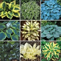 Flowers Seeds - Hosta Plants Seeds 21 Colors Available Lily Garden Herbs Flowers - £7.07 GBP