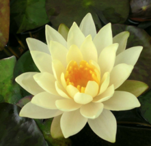 Rhizome Plant Nymphaea Inner Light Yellow Hardy Water Lily Tuber - £29.87 GBP