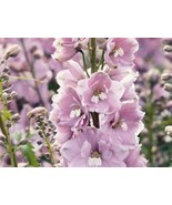 PowerOn 25+ Magic Fountains Cherry Blossom W/White Bee Delphinium Perenn... - £5.85 GBP