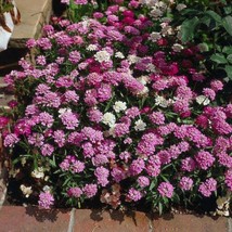 Candytuftdwarf Fairy Mix500 Seeds - £6.72 GBP