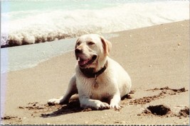 Vintage postcard white Labrador rescue dog on beach a5 - £17.01 GBP
