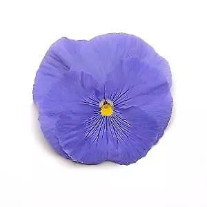 Pansy Matrix True Blue 250 seeds - £25.14 GBP