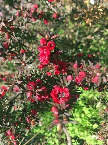 Leptospermum Scoparium Nanaum 20 Seeds Garden - £28.39 GBP