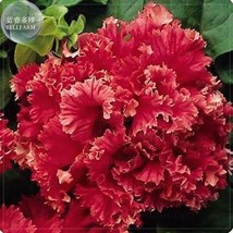 PWO Fresh Red Double Valentine Pelleted Petunia Seeds, Professional Pack, 200 Se - $2.76