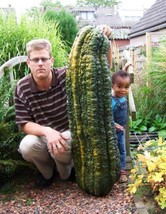 Turkey Giant Cucumber,  50 Seeds - $12.19