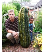 Turkey Giant Cucumber,  50 Seeds - €10,39 EUR