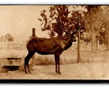 RPPC Bull Moose Elk in Captivity Unknown Location UNP Postcard U13 - $3.91