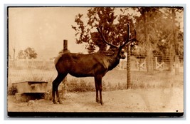 RPPC Bull Moose Elk in Captivity Unknown Location UNP Postcard U13 - £3.05 GBP