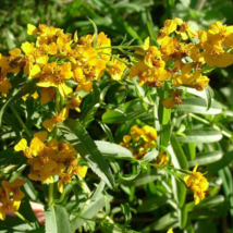 300 Mexican Tarragon, NON-GMO, Texas Tarragon, Mexican Mint Marigold Herb Seeds - $18.99