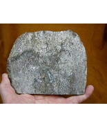 DF370-18 Fossil REAL 6-1/4&quot; DINOSAUR Bone Slice Jurassic Dino love dinos... - $109.38