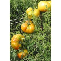 Hawaiian Pineapple Tomato Seeds Gardening Easy Grow USA SHIPPING - £4.21 GBP