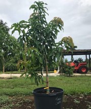 Mango Tree (MANGIFERA) Tropical Fruit Tree 15 Gal. Multiple Varieties.Shipsw/Pot - £203.83 GBP