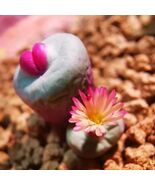 Rare succulent seeds | Conophytum Pageae  - $10.45