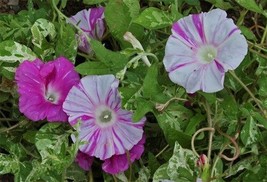 5 seeds Japanese Morning Glory Asahi Rapid Heirloom Seeds Effortless Garden Tran - £9.43 GBP