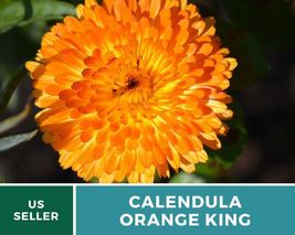 100 Calendula Orange King Seed Calendula officinalis Culinary &amp; Medicinal Flower - £12.59 GBP