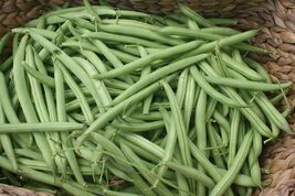 Provider Bush Green Bean Seeds, NON-GMO, Stringless, High Yields, FREE S... - $1.67+