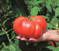 HS 50 Seeds Big Brandy Tomato Juicy Tomatoe Vegetable Garden Edible Food - £4.20 GBP