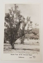 Vintage Real Photo Post Card RPPC Smoke Trees of Colorado Desert FRASHERS Fotos - $5.89