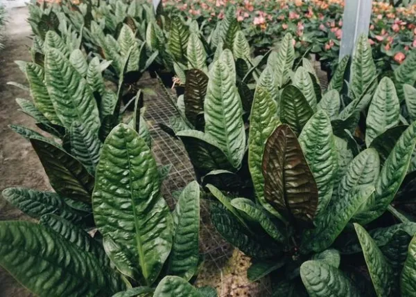 Anthurium Superbum Spectacular Patent Leather Leaves Aka Birds Nest Garden - £34.44 GBP
