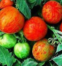 20 Pc Seeds Peach Tomato Vegetable, Tomato Seeds for Planting, Tomato Seed | RK - £10.10 GBP